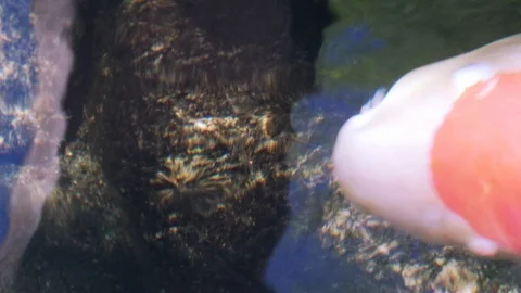 4k Loop. Blurred background. Pond water and a closeup of Golden and White Kois. Video stock 91085731