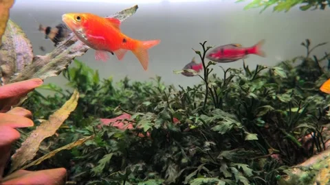 4K loop footage of Molly, Barbs, and Platy fishes swimming in planted aquarium Stock Footage 314490347