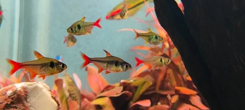 4K Loop Footage of Rasboras Schooling in a Planted Freshwater Aquarium Stock Footage 316486399