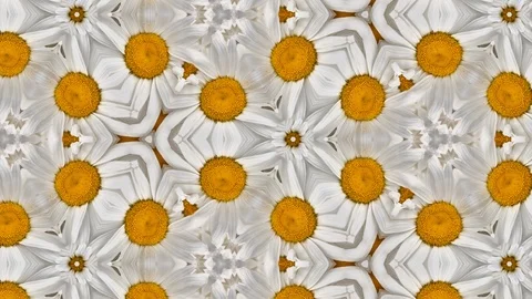 4K loop kaleidoscope backdrop of gerbera flowers macro, white and yellow Video stock 122999879