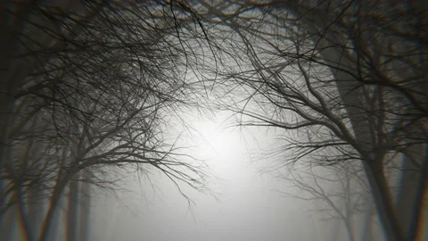 4K looping animation of night forest alley in a fog. Winter, autumn forest. Video stock 162752880