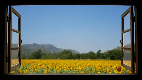4K looping. view from window at beautiful nature view with sunflower field Stock Footage 186943107