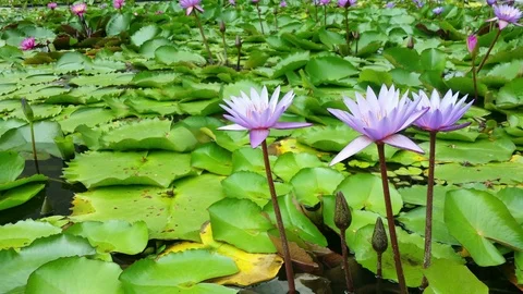 4K-Lotus 2 Stock Footage 119199275
