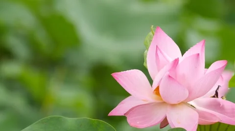 4K: Lotus flower in the r ain Stock Footage 52425963
