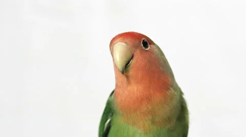 4K - Lovebird alone Stock Footage 41617147
