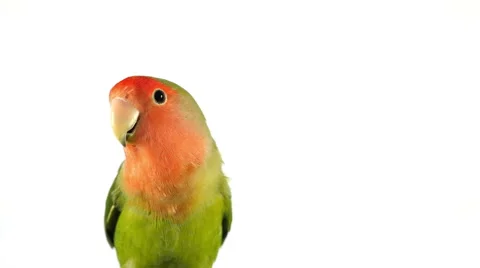 4K - Lovebird white background Stock Footage 43483268