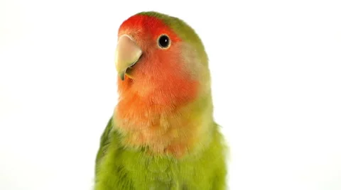 4K - Lovebird white background Vídeo Stock 43483674