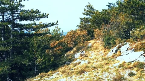 4K Low aerial flight between branches of trees in colorful autumn forest Video stock 118271091