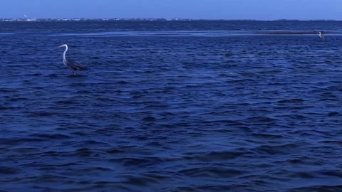 4K Low Aerial of Two Great Blue Herons in Upper Laguna Madre - Corpus Christi TX Stock Footage 337926214
