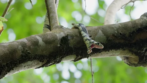 4K Low Angle Close Up Of A Tiger Rat Snake Perched On A Branch Flexing Its Jaws Stock Footage 285872979