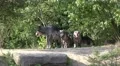 4k Low angle Eastern Timber Wolves pack appear in rocky hills 4k or 4k+ Resolution