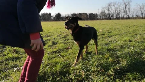 4K low angle girl playing with her dog, training dog, natural environment Stock Footage 149209330