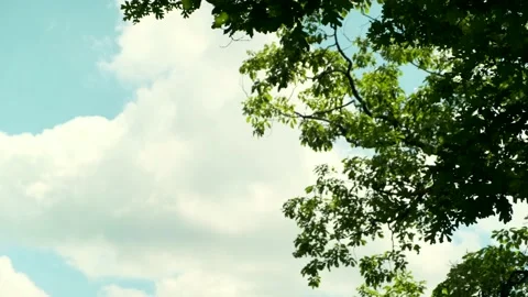 4K Low Angle Panning Footage Of Tree Branches &amp;amp; Leaves with Beautiful Sky Stock Footage 135682827