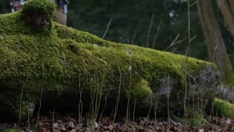 4K Low angle of photographer taking a photo in the forest Video stock 73965393