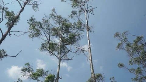 4k low-angle shot of an arid forest with birch trees and a clear blue sky. Stock Footage 345142079
