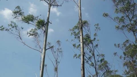 4k low-angle shot of an arid forest with birch trees and a clear blue sky. Stock Footage 345142098