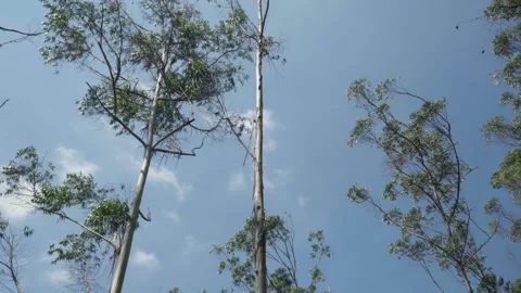 4k low-angle shot of an arid forest with birch trees and a clear blue sky. Stock Footage 345142156