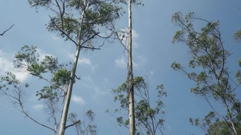 4k low-angle shot of an arid forest with birch trees and a clear blue sky. Stock Footage 345142302