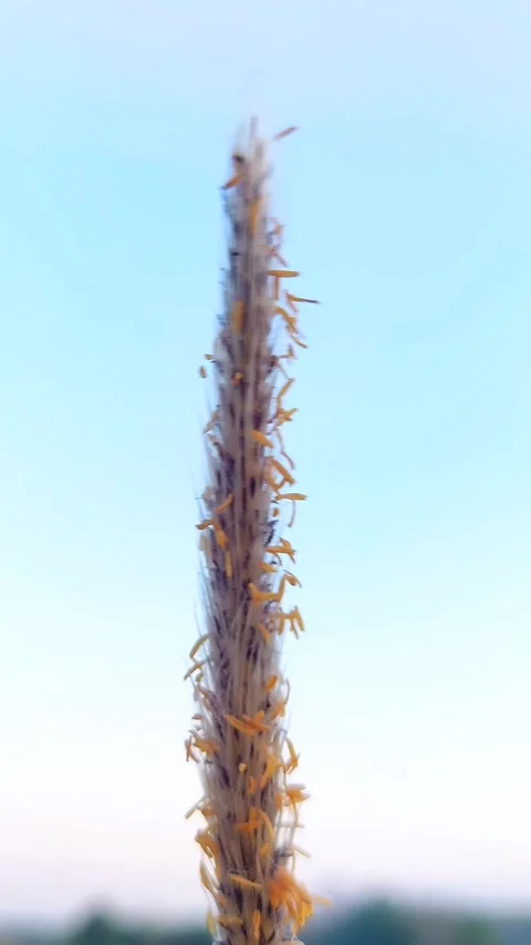 4K Low angle shot of green corn plants in the field against bright sky. Video stock 319463325
