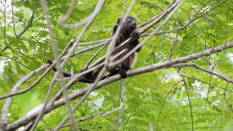 4K Low Angle Shot Of A Juvenile Howler Monkey Sitting High In A Rainforest Tree Stock Footage 285866535
