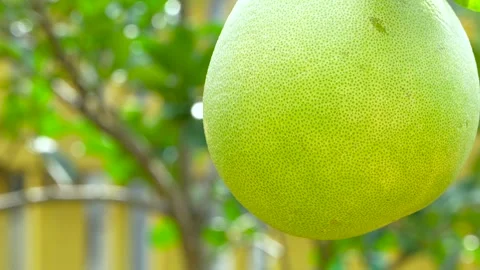 4K Low Angle Shot of a Pomelo Swaying Against a Clear Morning Sky. Stock Footage 315777323