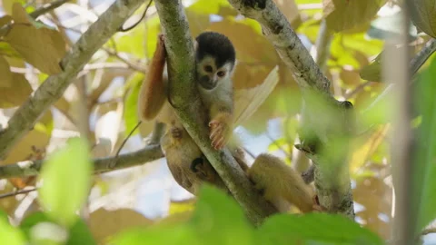 4K Low Angle Shot Of A Squirrel Monkey On Tree Branch With Juvenile On Its Back Stock Footage 285869345