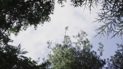 4K LOW ANGLE OF TREE TOPS IN BLACK FOREST UK Stock Footage 136528346