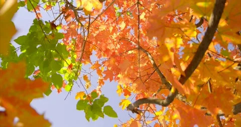4K Low Angle view of Colorful Leaves, Maple Tree - Autumn Season Stock Footage 141092316