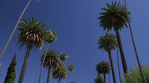4K Low Angle View Iconic Mexican Fan Palms California Streetscape Stock Footage 330480323