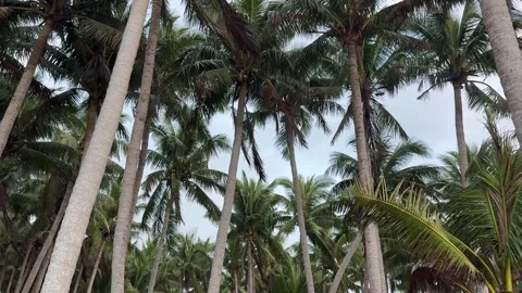 4K Low Angle View Looking Up at Tropical Palm Trees Against Sky Stock-Footage 330930176
