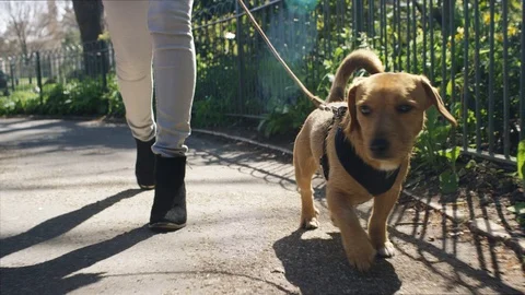 4K Low angle view of a young dog walking in the park on a lead, in slow motion Stock Footage 73697345