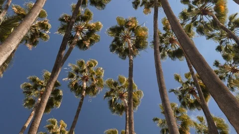 4k low angle worm pan shot of the top of long trunk palm trees Stock Footage 123634332