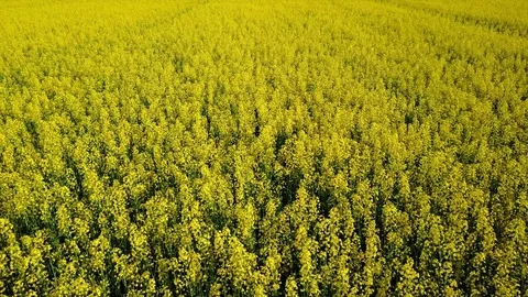 4K. Low flight above blooming yellow rapeseed field at sunny day, aerial view. 動画素材 76127052