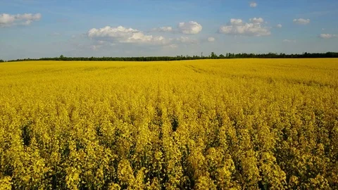 4K. Low flight above blooming yellow rapeseed field at sunny day, aerial view. Vídeo Stock 76129074