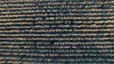 4K. Low flight above corn field, aerial top view. Vídeo Stock 55733508