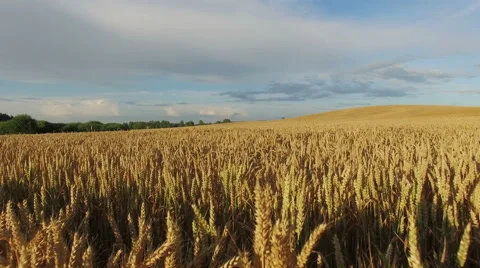 4K. Low flight above crop field at sunset, aerial panoramic view. Video stock 53058232