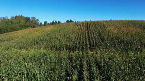 4K. Low flight above ripe corn field at sunny day, aerial panoramic view. Video stock 67549052