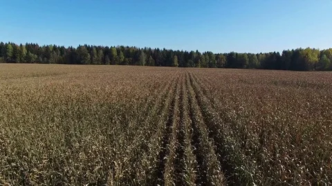 4K. Low flight above ripe corn field, which ready for harvesting, aerial view. Stock Footage 71886864