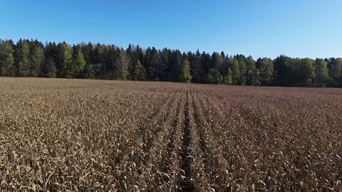 4K. Low flight above ripe corn field, which ready for harvesting, aerial view. Video stock 71887824