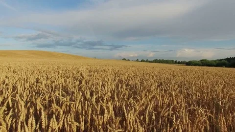 4K. Low flight above ripe crop field at sunset, aerial panoramic view. Video stock 71893449