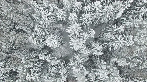 4K. Low flight above winter forest on the north, aerial top view. Vídeo Stock 58957808