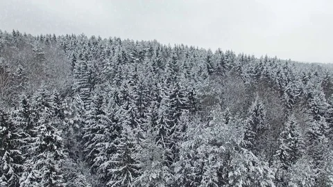 4K. Low flight above winter forest at snowfall on the north, aerial view. 스톡 동영상 79161847