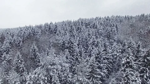 4K. Low flight above winter forest at snowfall on the north, aerial view. Stock Footage 80921387