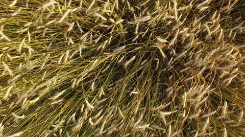 4K. Low flight and takeoff above wheat field, aerial panoramic view. 스톡 동영상 52618922