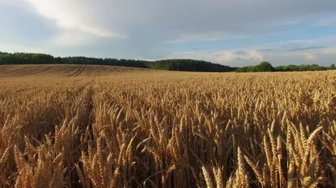 4K. Low flight and takeoff above crop field at sunset, aerial view. 스톡 동영상 53037831