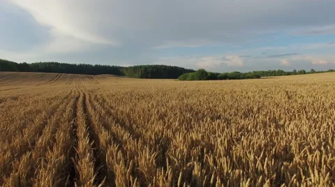 4K. Low flight and takeoff above crop field at sunset, aerial view. Video stock 53050061
