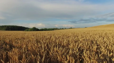 4K. Low flight and takeoff above crop field at sunset, aerial panoramic view. Vídeo Stock 53075556