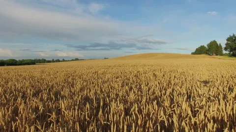 4K. Low flight and takeoff above crop field at sunset, aerial panoramic view. Video stock 53093419