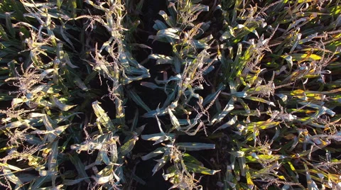 4K. Low flight and takeoff above corn field, aerial top view with rotation. 動画素材 55733548