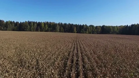 4K. Low flight and takeoff above ripe corn field, which ready for harvesting. Vídeo Stock 71888125